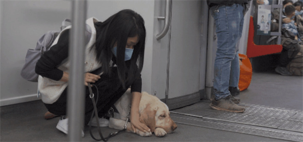 动车高铁怎么带宠物  上高铁怎么带宠物 