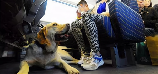 动车高铁怎么带宠物  上高铁怎么带宠物 