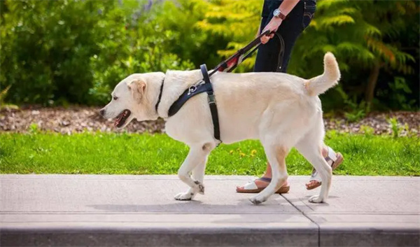 狗狗走路姿势异常的原因