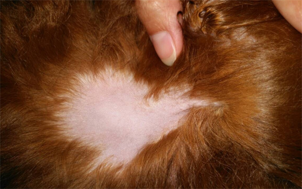 毛发染色对狗狗身体的危害有哪些？