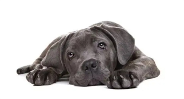 狗狗腰椎长骨刺的症状及治疗方法