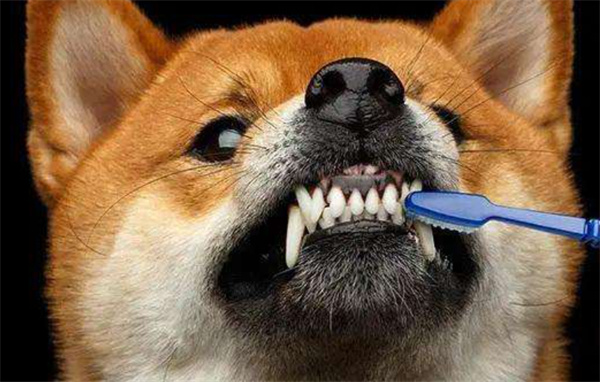 给狗狗刷牙时需要注意哪些事项