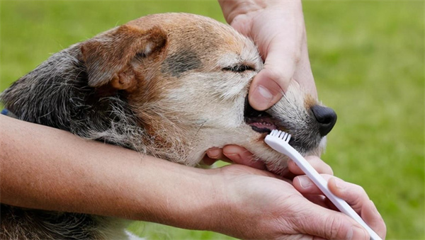 给狗狗刷牙时需要注意哪些事项