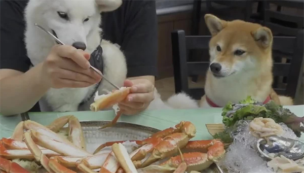 狗狗能吃海鲜好不好
