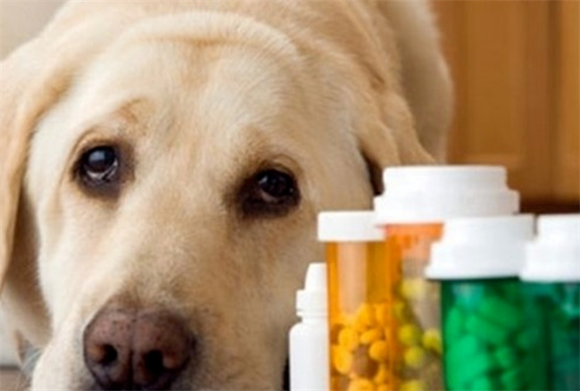 狗狗感冒了吃什么药 狗狗感冒常用药