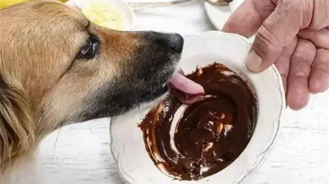 盘点导致狗狗消化不良的食物