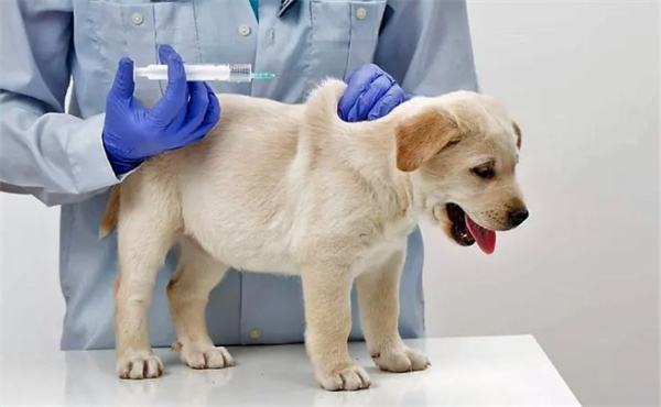 狗狗注射疫苗后没有精神怎么办 正常吗