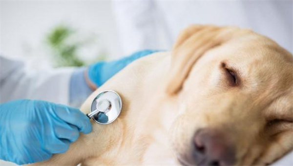狗狗肠胃炎吃什么药 狗狗翻肠子的症状表现