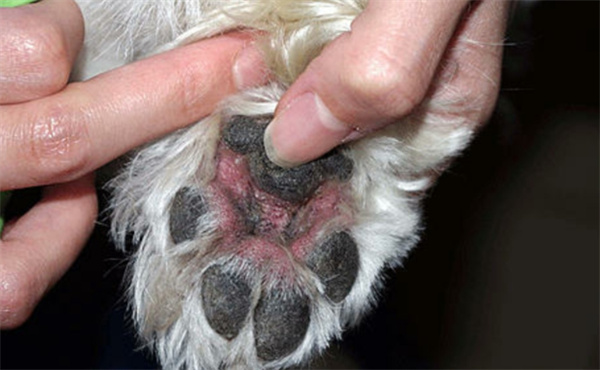 狗狗败血症的原因与表现症状