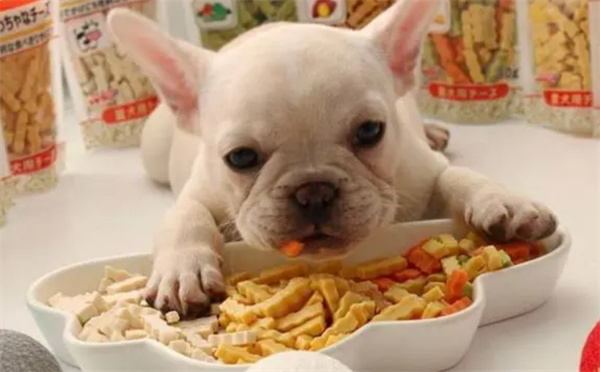如何给狗狗选择零食呢