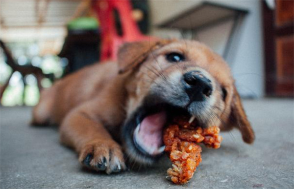狗狗为什么会吃纸 狗狗吃纸的三大原因