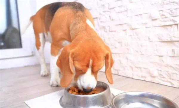 训练狗狗改掉饮食坏喜欢的方法