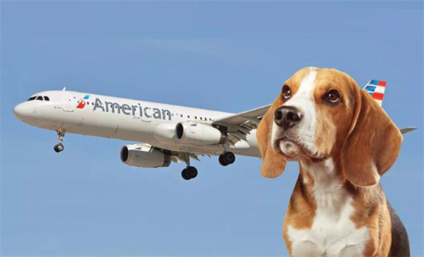 飞机带宠物狗需要什么准备