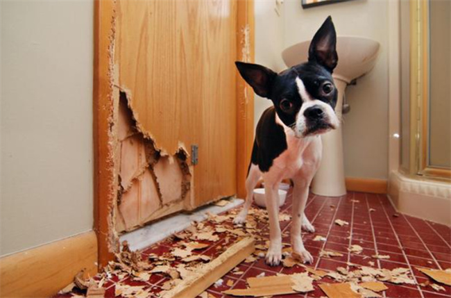 为什么狗狗在家里喜欢拆家
